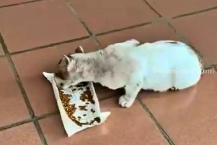 Kucing Liar Berkeliaran di Surabaya, Tanggung Jawab Siapa? Foto BeritaJatim.com