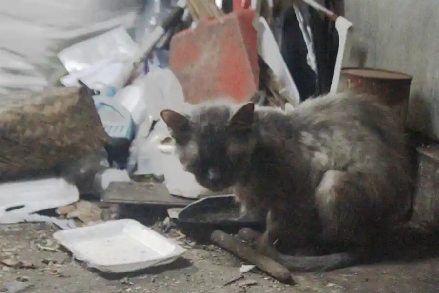 Di Balik Ramainya Pasar Surabaya, Ada Kucing yang Kehilangan Rumah
